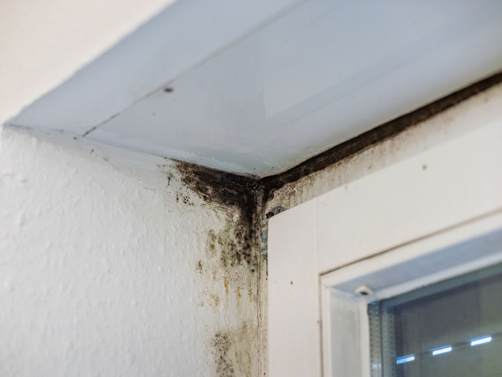 mold growth in building due to water infiltration